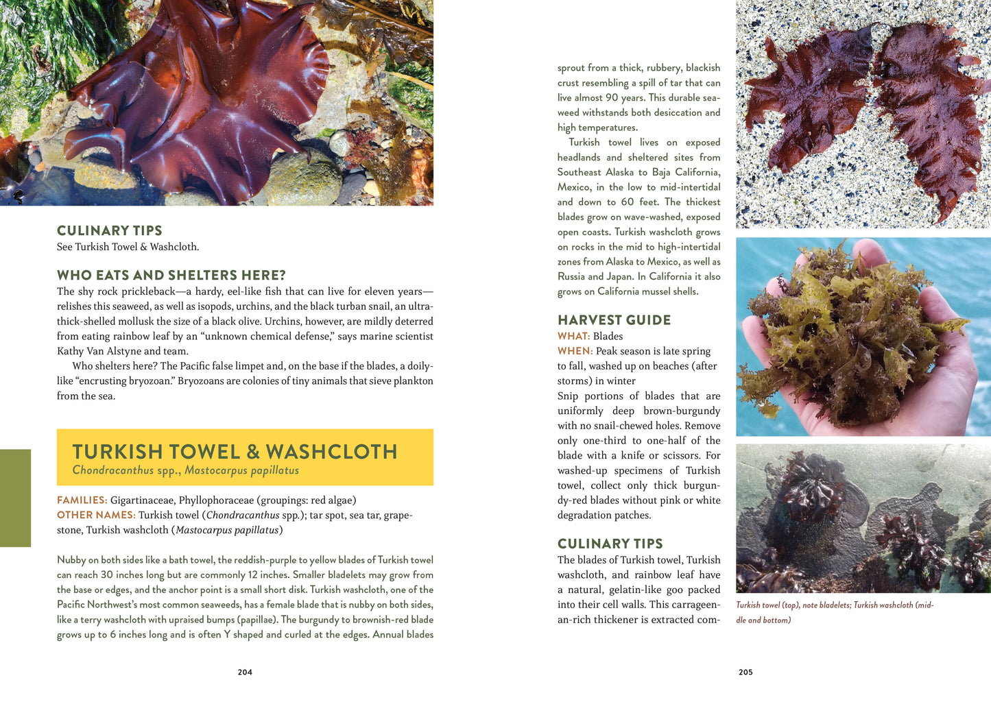 pacific harvest foraging guide, northwest coast edible plants, jennifer hahn foraging book, coastal foraging pacific northwest, wild food recipes northwest, edible seaweeds and beach greens, mushroom and berry foraging, sustainable wild harvesting book, coastal edible plant identification, foraging book with recipes, shellfish foraging guide, wild food cookbook, pnw foraging manual, edible species field guide, northwest foraging with photos