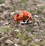 Sleepy fawn needle felting kit, woodland animal craft kit, beginner 3D needle felting, deer and robin felting kit, The Crafty Kit Company Scotland, Corriedale wool craft kit, sustainable needle felting, relaxing DIY animal project, handmade woodland decor, felted fawn gift idea
