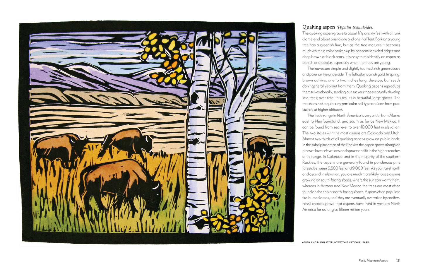 trees of the west book, artist guide to western trees, illustrated tree book, tree identification with art, natural history of trees, ethnobotanical tree guide, watercolor tree illustrations, tree sketchbook reference, art book for nature lovers, tree poetry and quotes, western north america trees, botanical art guide, drawing trees reference, tree field guide with drawings, trees and art connection