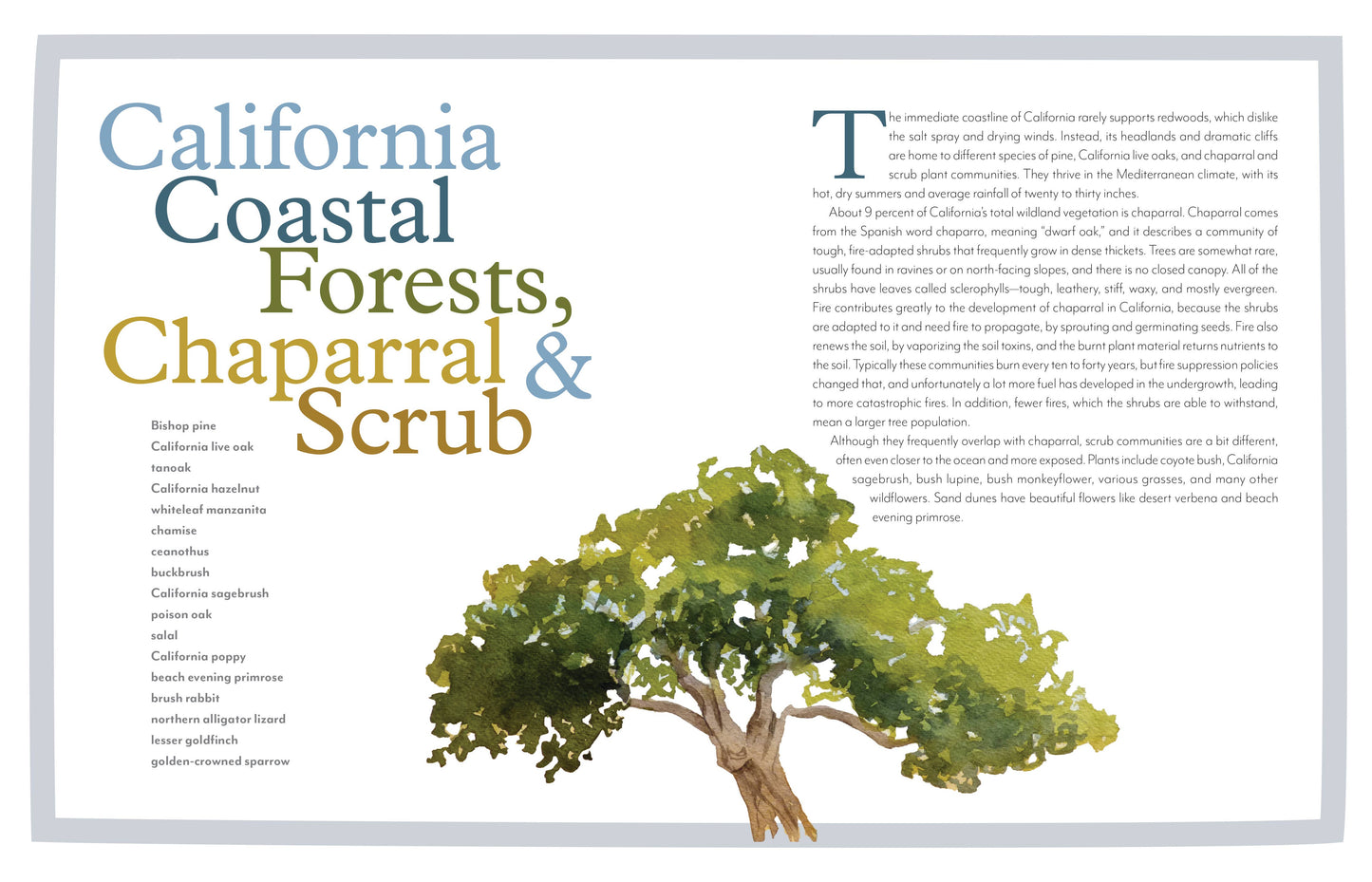 trees of the west book, artist guide to western trees, illustrated tree book, tree identification with art, natural history of trees, ethnobotanical tree guide, watercolor tree illustrations, tree sketchbook reference, art book for nature lovers, tree poetry and quotes, western north america trees, botanical art guide, drawing trees reference, tree field guide with drawings, trees and art connection