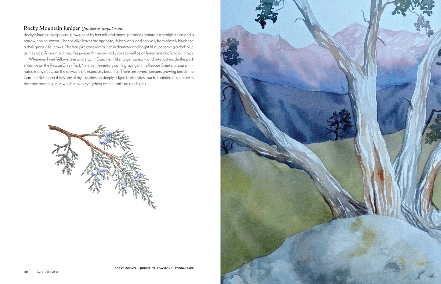 trees of the west book, artist guide to western trees, illustrated tree book, tree identification with art, natural history of trees, ethnobotanical tree guide, watercolor tree illustrations, tree sketchbook reference, art book for nature lovers, tree poetry and quotes, western north america trees, botanical art guide, drawing trees reference, tree field guide with drawings, trees and art connection