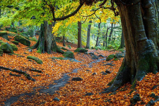 🍂An Autumn Tale of Mr. Mole