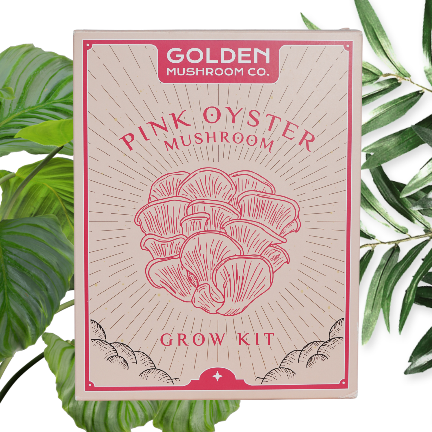 Golden Mushroom Co - Pink Oyster Mushroom Grow Kit