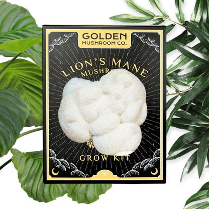 Golden Mushroom Co - Lion's Mane Mushroom Grow Kit