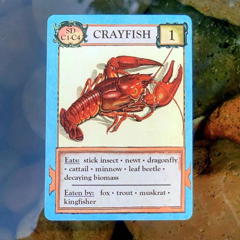Ecologies Bizarre Biomes card game, food web card game, biology classroom games, science strategy card game, ecosystem board game, nature-themed educational game, vintage biology card art, homeschool science games, 1-6 player ecology game, real science tabletop game