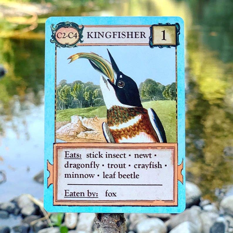 Ecologies Bizarre Biomes card game, food web card game, biology classroom games, science strategy card game, ecosystem board game, nature-themed educational game, vintage biology card art, homeschool science games, 1-6 player ecology game, real science tabletop game
