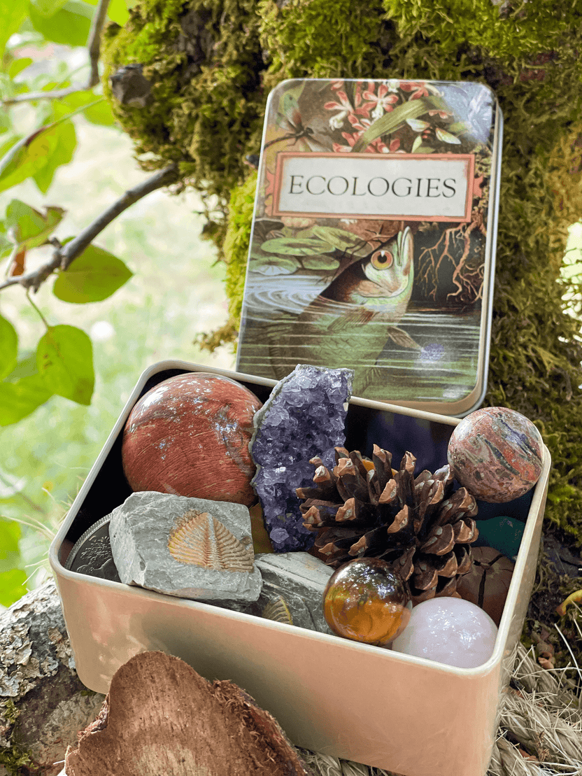 Ecologies card game tin, metal card storage box, Ecologies deck holder, travel card game tin, Archerfish tin for cards, biology game accessories, card game collector tin, waterproof card storage, Ecologies tin container, educational game storage box