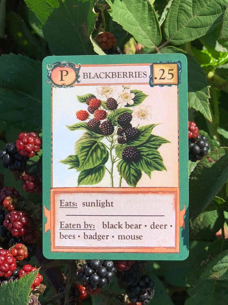 Ecologies card game, educational ecology game, food web game, science strategy card game, biology classroom game, homeschool science activity, ecosystem board game, nature card game, environmental science game, biology teaching tools