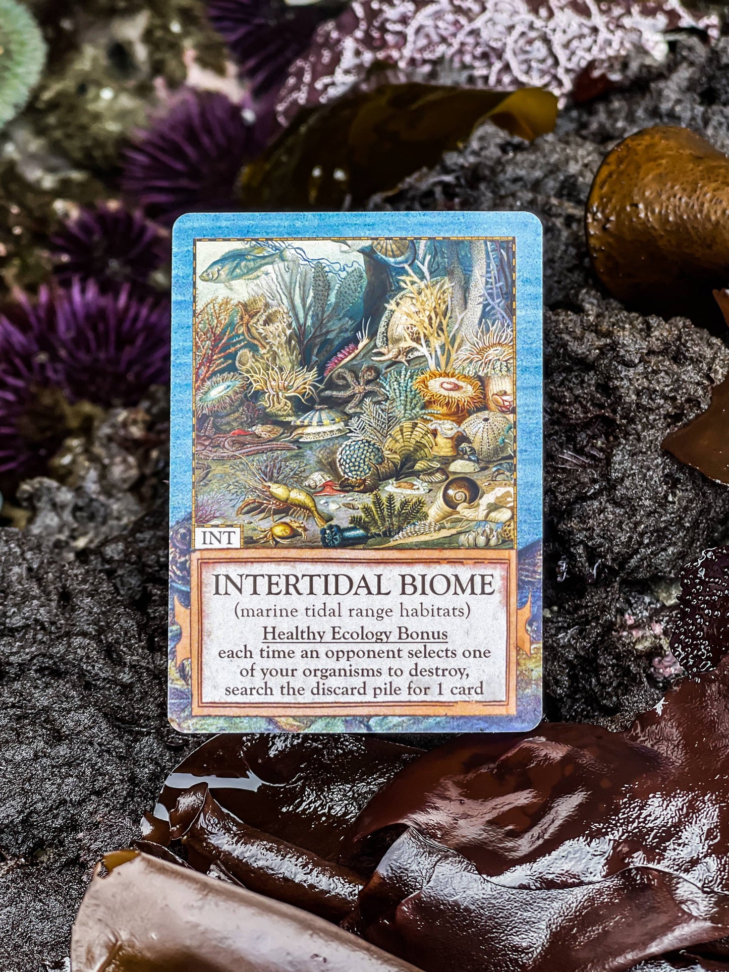 Ecologies Hidden Habitats card game, food web card game, educational biology games, ecosystem building game, vintage science card game, nature-themed strategy game, Victorian art board game, environmental card games, 1-6 player ecology game, card game for science classrooms