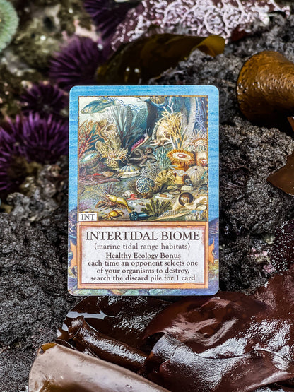 Ecologies Hidden Habitats card game, food web card game, educational biology games, ecosystem building game, vintage science card game, nature-themed strategy game, Victorian art board game, environmental card games, 1-6 player ecology game, card game for science classrooms
