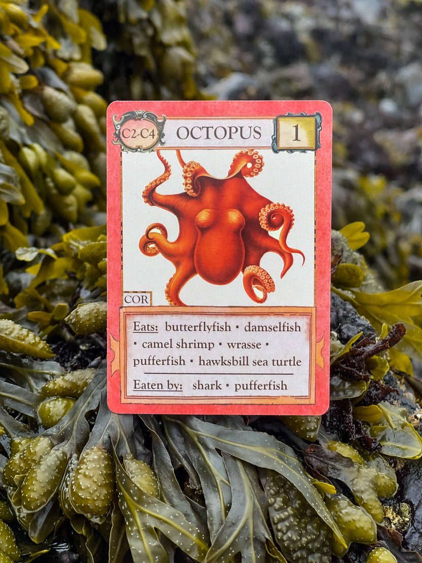 Ecologies Hidden Habitats card game, food web card game, educational biology games, ecosystem building game, vintage science card game, nature-themed strategy game, Victorian art board game, environmental card games, 1-6 player ecology game, card game for science classrooms
