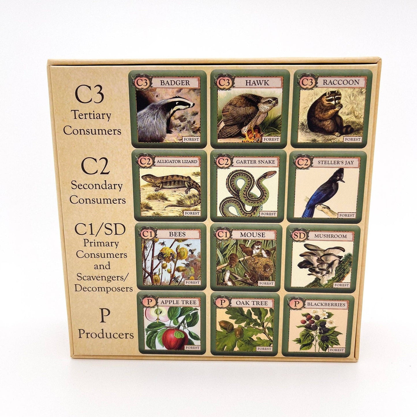 ecologies junior forest game, kids ecology game, forest food web tiles, memory matching game nature, science game for preschool, homeschool science activity, elementary biology game, trophic level learning, ecology game for kids, outdoor school learning tools, educational forest tile game