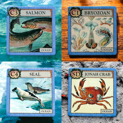 Ecologies Junior Ocean game, ocean ecology game for kids, educational memory game, food web tile game, ocean-themed matching game, homeschool ocean curriculum, preschool science game, cooperative ecology game, ocean biology game for classrooms, learning food chains for children