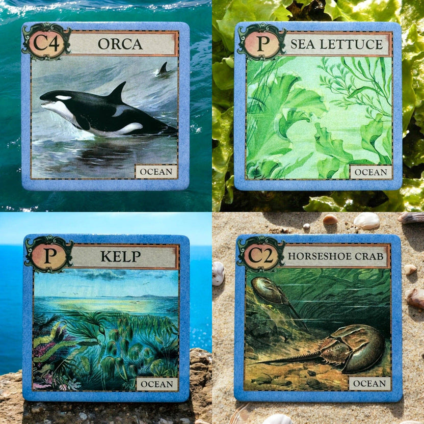 Ecologies Junior Ocean game, ocean ecology game for kids, educational memory game, food web tile game, ocean-themed matching game, homeschool ocean curriculum, preschool science game, cooperative ecology game, ocean biology game for classrooms, learning food chains for children