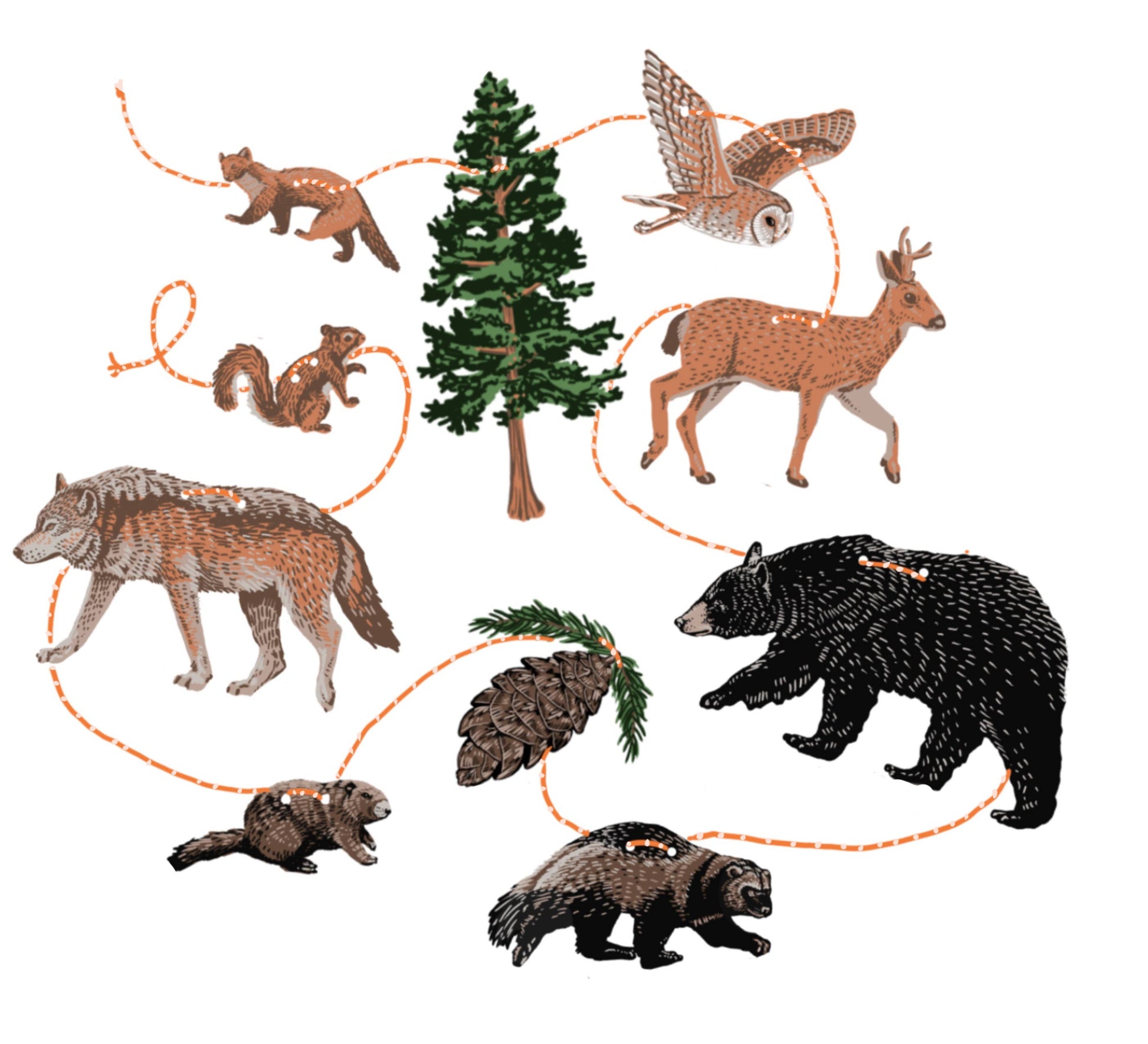 Hissing Mink Pacific Northwest woodland paper garland featuring forest animals and plants inspired by woodland ecosystems of the Pacific Northwest