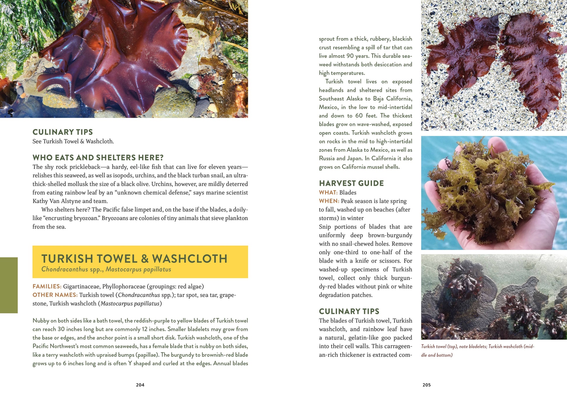 pacific harvest foraging guide, northwest coast edible plants, jennifer hahn foraging book, coastal foraging pacific northwest, wild food recipes northwest, edible seaweeds and beach greens, mushroom and berry foraging, sustainable wild harvesting book, coastal edible plant identification, foraging book with recipes, shellfish foraging guide, wild food cookbook, pnw foraging manual, edible species field guide, northwest foraging with photos