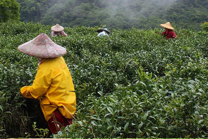 Hampstead organic biodynamic tea with fully compostable tea bags