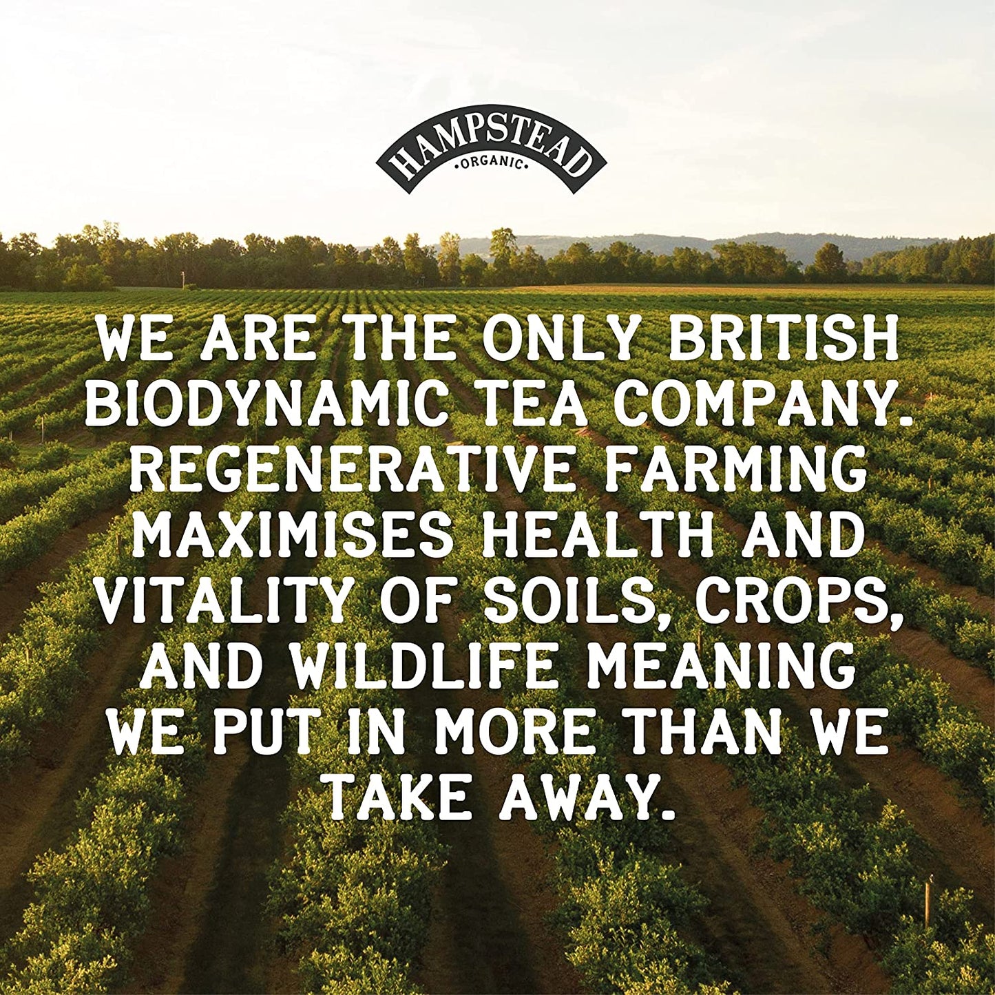 Hampstead organic biodynamic tea with fully compostable tea bags