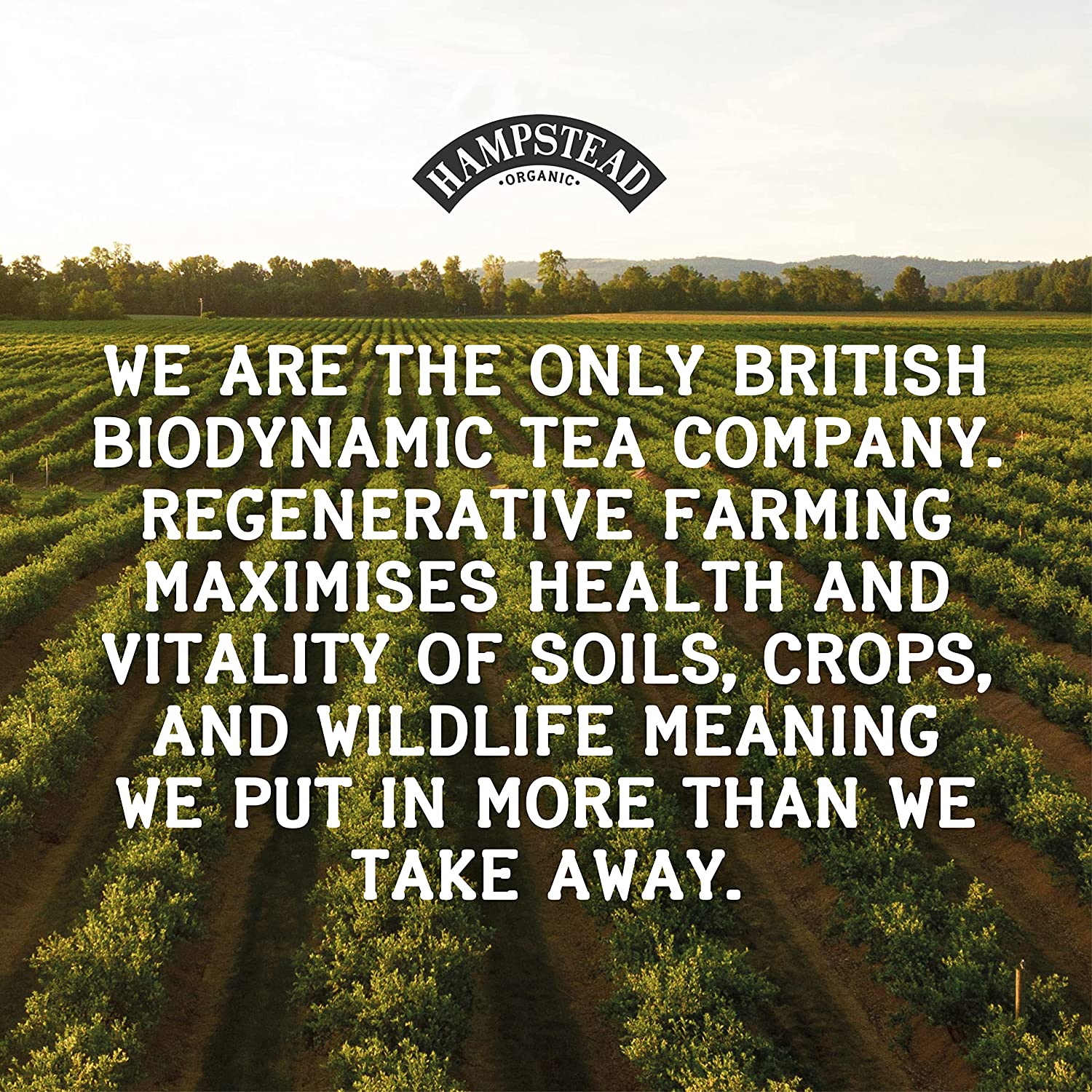 Meet your new easy ritual: the Hampstead Organic Herbal Harmonies Pack (20 teabags) is a calming assortment of organic herbal infusions, perfect for winding down, resetting between tasks, or gifting a little care. Thoughtfully sourced and organically grown, these herbal blends offer naturally caffeine-free comfort with bright, clean flavor—simple to steep, easy to love, and made for everyday sipping. Keep a box in the pantry for cozy evenings, gentle mornings, and those “I need a moment” afternoons.