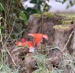 Sleepy fawn needle felting kit, woodland animal craft kit, beginner 3D needle felting, deer and robin felting kit, The Crafty Kit Company Scotland, Corriedale wool craft kit, sustainable needle felting, relaxing DIY animal project, handmade woodland decor, felted fawn gift idea