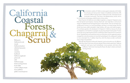 trees of the west book, artist guide to western trees, illustrated tree book, tree identification with art, natural history of trees, ethnobotanical tree guide, watercolor tree illustrations, tree sketchbook reference, art book for nature lovers, tree poetry and quotes, western north america trees, botanical art guide, drawing trees reference, tree field guide with drawings, trees and art connection